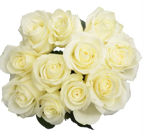 Rose - Albatroz