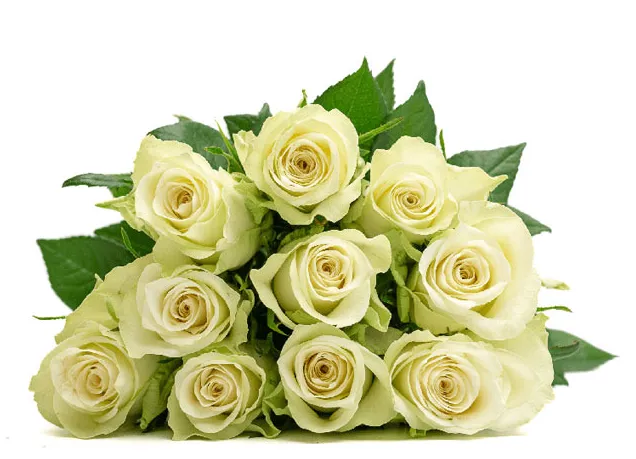 Rose - Athena