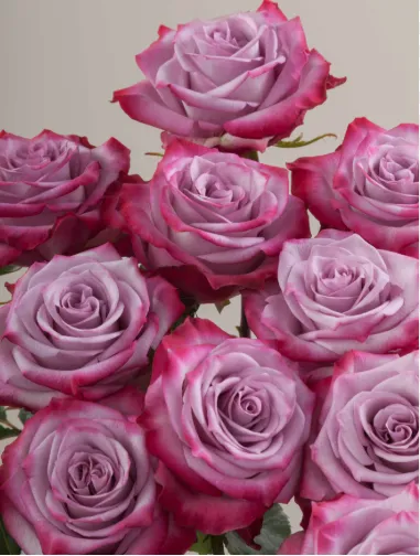 Rose - Deep Purple