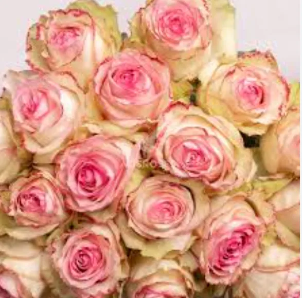 Rose - Esperence