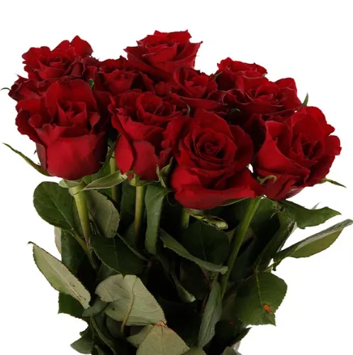 Rose - Ever Red