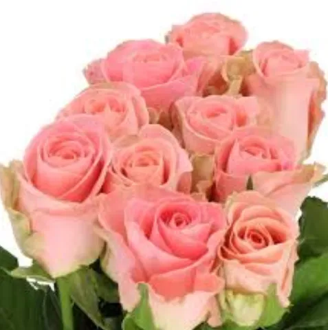 Rose - Hermosa