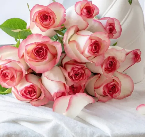 Rose - Jumilia