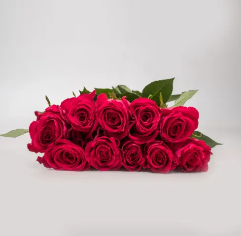 Rose - Madam Cerise