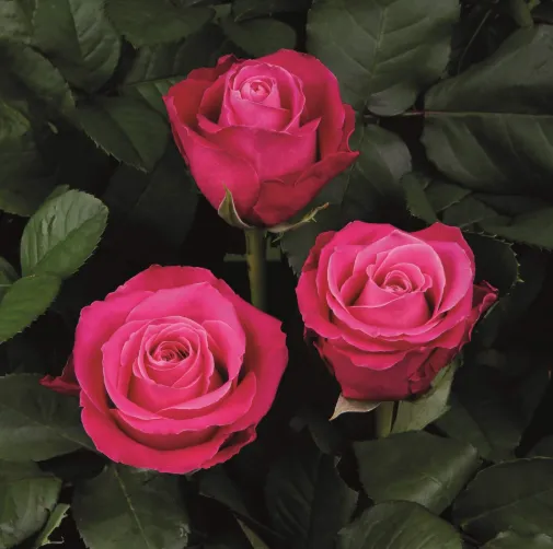 Rose - Movie star