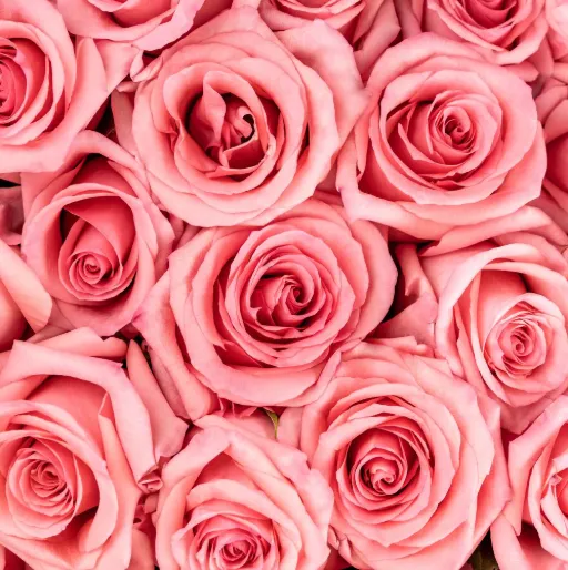 Rose - Opala