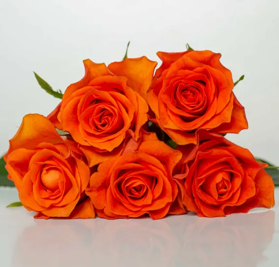 Rose - Orange Wave
