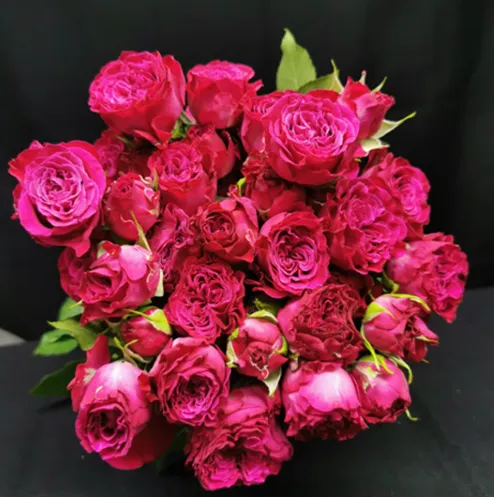Spray Rose - Cherry Blossom