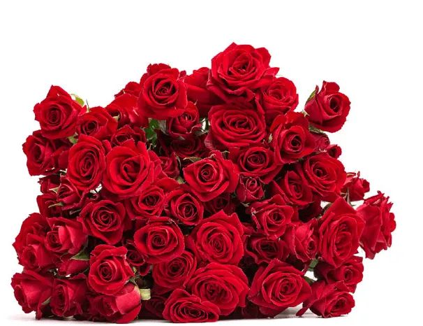 Spray Rose - Dominica
