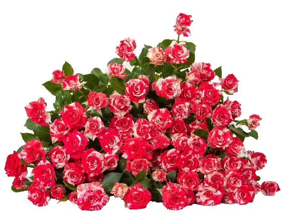 Spray Rose - Fireworks