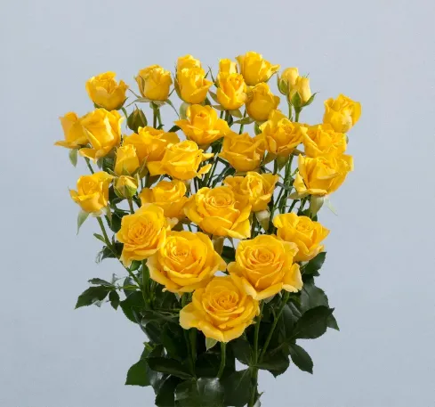 Spray Rose - Marissa
