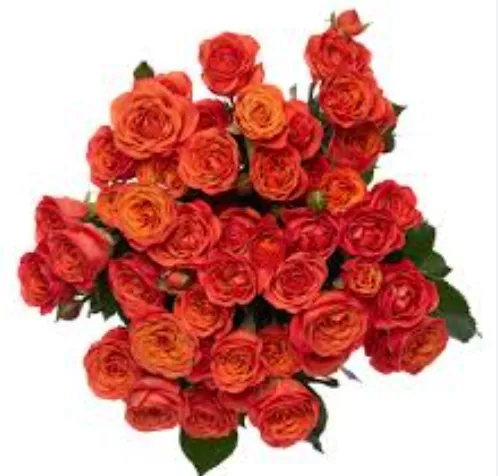 Spray Rose - Orange babe
