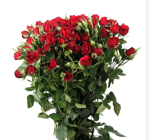 Spray Rose - Pushkin