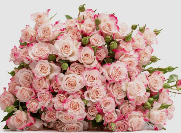 Spray Rose - Reflex