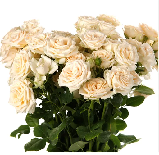 Spray Rose - Salinero