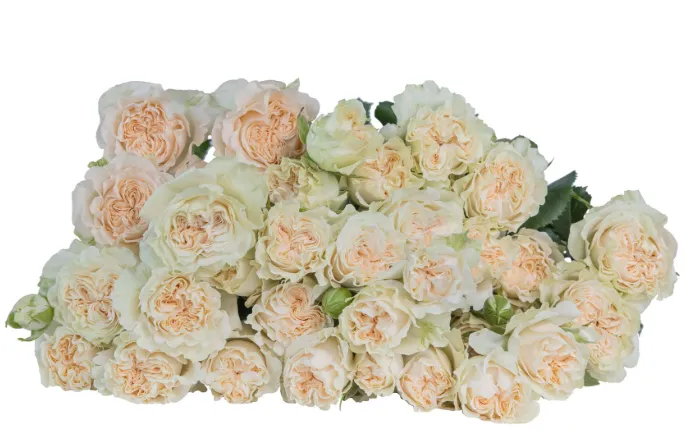Spray Rose - Summer rose