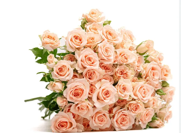 Spray Rose - Sweet Sarah