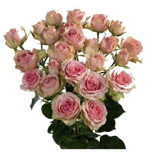 Spray rose - Dinara