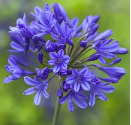Agapanthus