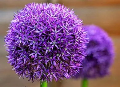 Allium