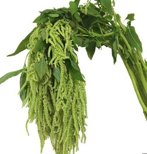 Amaranthus Hanging Green 