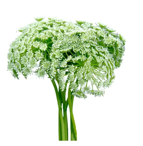 Ammi Majus