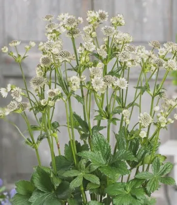 Astrantia