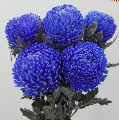 Deco Peony mum - Mix Colour