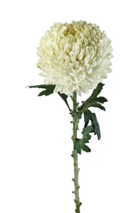 Deco Peony mum - White