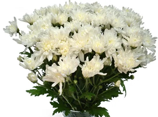 Chrysanthemum