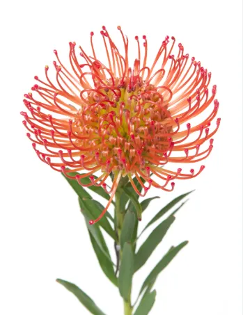 Cordifolium Succession Orange 