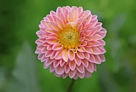 Dahlia