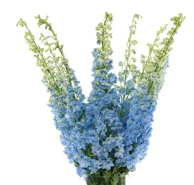 Delphinium 80/90 Cm
