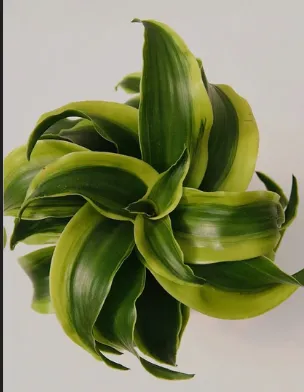 Draceana