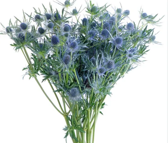 Eryngium