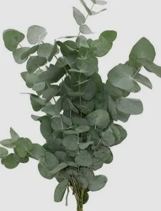 Eucalyptus Cineria