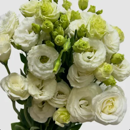 Eustoma White CN