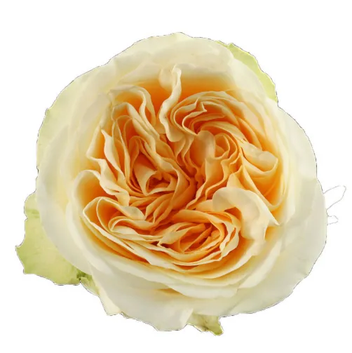 Garden Rose - Buttercup