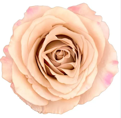Garden Rose - Cafe latte (Uhuru)
