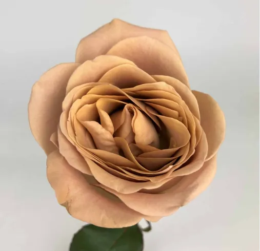 Garden Rose -Cappuchino