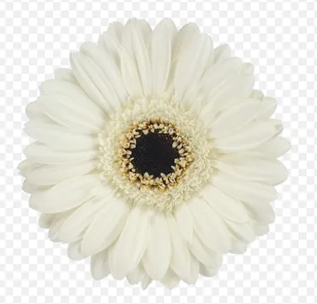 Gerbera Lido White