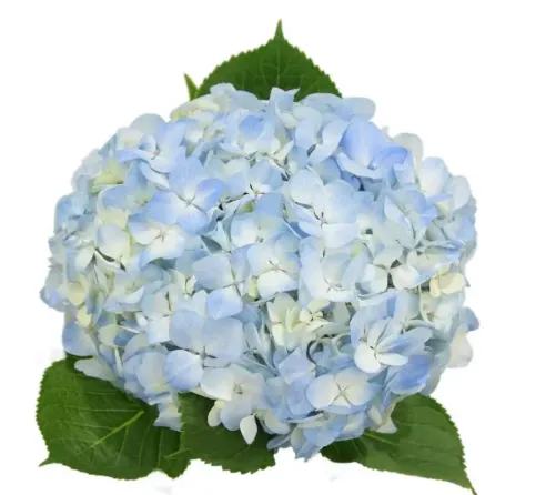 Hydrangea Blue