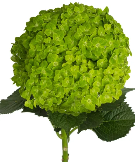Hydrangea Green