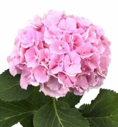 Hydrangea Pink