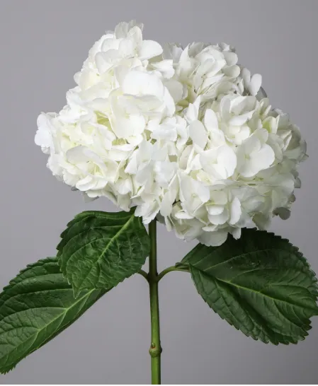 Hydrangea White