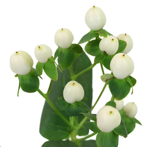 Hypericum white 