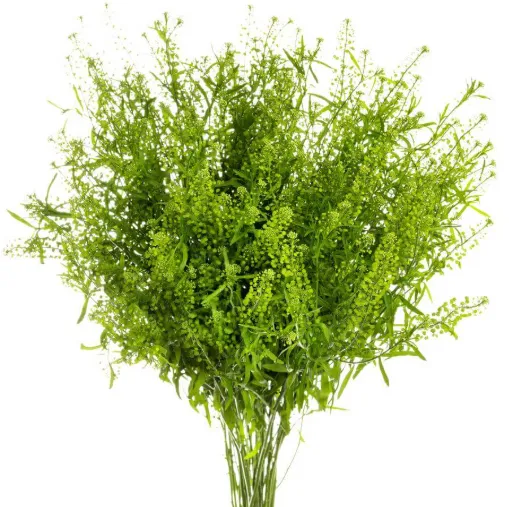 Lepidium