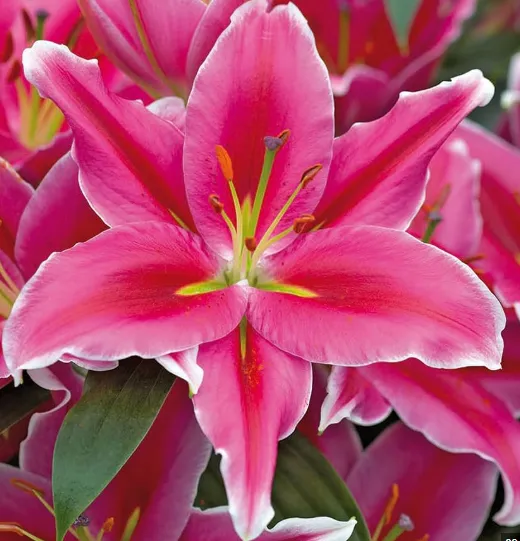 Lilly Oriental (Blooming)