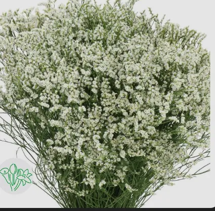 Limonium White