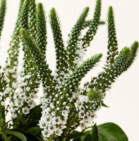 Lysimachia